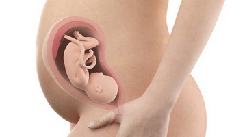 29-й тиждень вагітності: розвиток малюка на цьому тижні