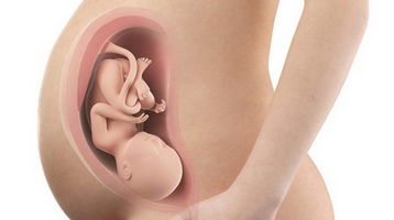 37-й тиждень вагітності: розвиток малюка на цьому тижні