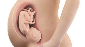 39-й тиждень вагітності: розвиток малюка на цьому тижні.
